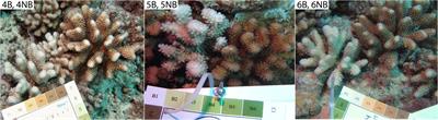 Coral Bleaching Phenotypes Associated With Differential Abundances of Nucleocytoplasmic Large DNA Viruses